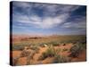 Wildflowers in the Harsh Arizona Desert-Carol Highsmith-Stretched Canvas