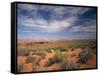 Wildflowers in the Harsh Arizona Desert-Carol Highsmith-Framed Stretched Canvas