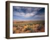 Wildflowers in the Harsh Arizona Desert-Carol Highsmith-Framed Photo