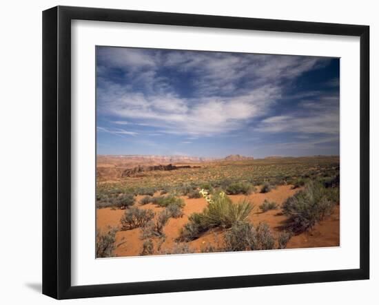 Wildflowers in the Harsh Arizona Desert-Carol Highsmith-Framed Photo
