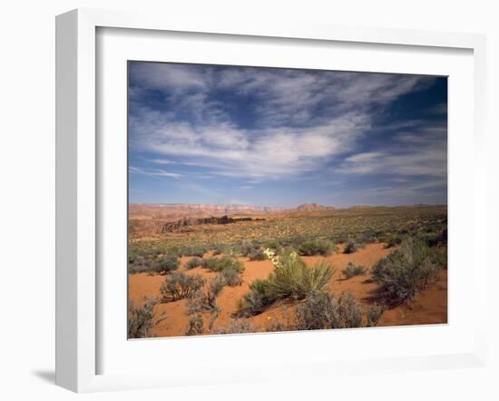 Wildflowers in the Harsh Arizona Desert-Carol Highsmith-Framed Photo