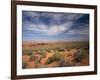 Wildflowers in the Harsh Arizona Desert-Carol Highsmith-Framed Photo