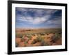 Wildflowers in the Harsh Arizona Desert-Carol Highsmith-Framed Photo