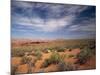 Wildflowers in the Harsh Arizona Desert-Carol Highsmith-Mounted Photo