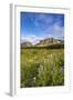 Wildflowers in the Many Glacier Valley of Glacier National Park, Montana, USA-Chuck Haney-Framed Photographic Print