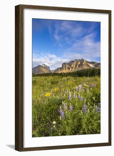 Wildflowers in the Many Glacier Valley of Glacier National Park, Montana, USA-Chuck Haney-Framed Photographic Print