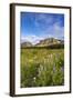 Wildflowers in the Many Glacier Valley of Glacier National Park, Montana, USA-Chuck Haney-Framed Photographic Print