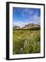 Wildflowers in the Many Glacier Valley of Glacier National Park, Montana, USA-Chuck Haney-Framed Photographic Print