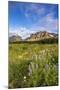 Wildflowers in the Many Glacier Valley of Glacier National Park, Montana, USA-Chuck Haney-Mounted Photographic Print