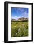 Wildflowers in the Many Glacier Valley of Glacier National Park, Montana, USA-Chuck Haney-Framed Photographic Print