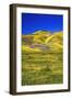 Wildflowers in the Temblor Range, Carrizo Plain National Monument, California, USA.-Russ Bishop-Framed Photographic Print