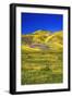 Wildflowers in the Temblor Range, Carrizo Plain National Monument, California, USA.-Russ Bishop-Framed Photographic Print