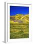 Wildflowers in the Temblor Range, Carrizo Plain National Monument, California, USA.-Russ Bishop-Framed Photographic Print