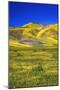 Wildflowers in the Temblor Range, Carrizo Plain National Monument, California, USA.-Russ Bishop-Mounted Photographic Print