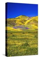 Wildflowers in the Temblor Range, Carrizo Plain National Monument, California, USA.-Russ Bishop-Stretched Canvas