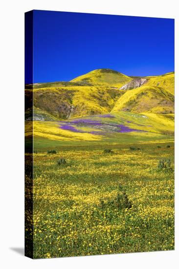 Wildflowers in the Temblor Range, Carrizo Plain National Monument, California, USA.-Russ Bishop-Stretched Canvas