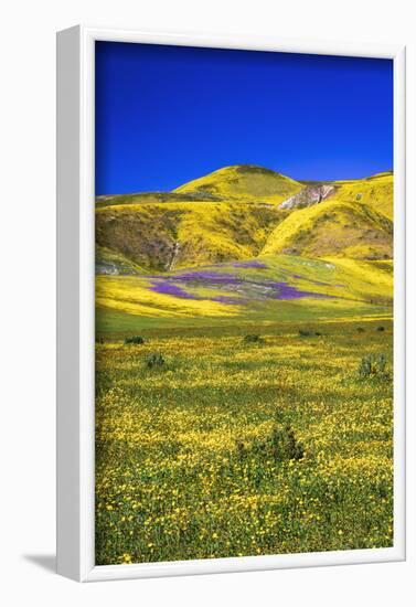 Wildflowers in the Temblor Range, Carrizo Plain National Monument, California, USA.-Russ Bishop-Framed Photographic Print