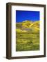 Wildflowers in the Temblor Range, Carrizo Plain National Monument, California, USA.-Russ Bishop-Framed Photographic Print