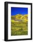 Wildflowers in the Temblor Range, Carrizo Plain National Monument, California, USA.-Russ Bishop-Framed Photographic Print