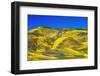 Wildflowers in the Temblor Range, Carrizo Plain National Monument, California, USA.-Russ Bishop-Framed Photographic Print