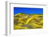 Wildflowers in the Temblor Range, Carrizo Plain National Monument, California, USA.-Russ Bishop-Framed Photographic Print