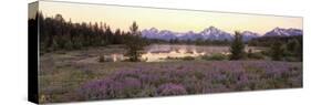Wildflowers in the Uncultivated Landscape, Grand Teton National Park, Wyoming, USA-null-Stretched Canvas