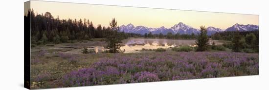 Wildflowers in the Uncultivated Landscape, Grand Teton National Park, Wyoming, USA-null-Stretched Canvas