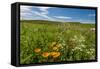 Wildflowers in Walla Walla Wine Country, Walla Walla, Washington, USA-Richard Duval-Framed Stretched Canvas