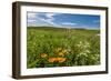 Wildflowers in Walla Walla Wine Country, Walla Walla, Washington, USA-Richard Duval-Framed Photographic Print