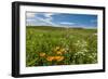 Wildflowers in Walla Walla Wine Country, Walla Walla, Washington, USA-Richard Duval-Framed Photographic Print