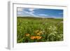 Wildflowers in Walla Walla Wine Country, Walla Walla, Washington, USA-Richard Duval-Framed Photographic Print