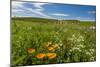 Wildflowers in Walla Walla Wine Country, Walla Walla, Washington, USA-Richard Duval-Mounted Photographic Print