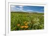 Wildflowers in Walla Walla Wine Country, Walla Walla, Washington, USA-Richard Duval-Framed Photographic Print