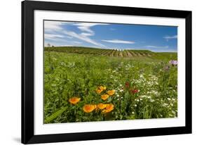 Wildflowers in Walla Walla Wine Country, Walla Walla, Washington, USA-Richard Duval-Framed Photographic Print