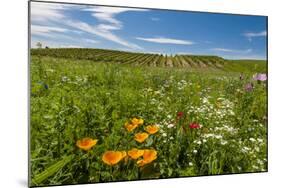 Wildflowers in Walla Walla Wine Country, Walla Walla, Washington, USA-Richard Duval-Mounted Photographic Print