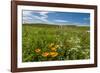 Wildflowers in Walla Walla Wine Country, Walla Walla, Washington, USA-Richard Duval-Framed Photographic Print