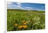 Wildflowers in Walla Walla Wine Country, Walla Walla, Washington, USA-Richard Duval-Framed Photographic Print