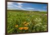 Wildflowers in Walla Walla Wine Country, Walla Walla, Washington, USA-Richard Duval-Framed Photographic Print