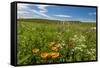 Wildflowers in Walla Walla Wine Country, Walla Walla, Washington, USA-Richard Duval-Framed Stretched Canvas