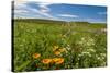 Wildflowers in Walla Walla Wine Country, Walla Walla, Washington, USA-Richard Duval-Stretched Canvas