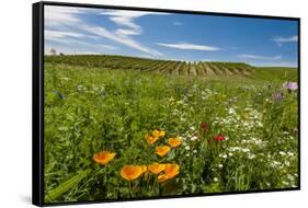 Wildflowers in Walla Walla Wine Country, Walla Walla, Washington, USA-Richard Duval-Framed Stretched Canvas