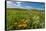 Wildflowers in Walla Walla Wine Country, Walla Walla, Washington, USA-Richard Duval-Framed Stretched Canvas