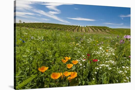 Wildflowers in Walla Walla Wine Country, Walla Walla, Washington, USA-Richard Duval-Stretched Canvas