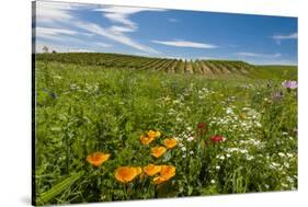 Wildflowers in Walla Walla Wine Country, Walla Walla, Washington, USA-Richard Duval-Stretched Canvas