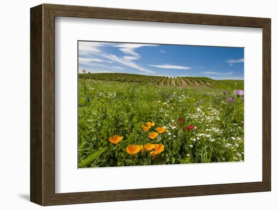 Wildflowers in Walla Walla Wine Country, Walla Walla, Washington, USA-Richard Duval-Framed Photographic Print