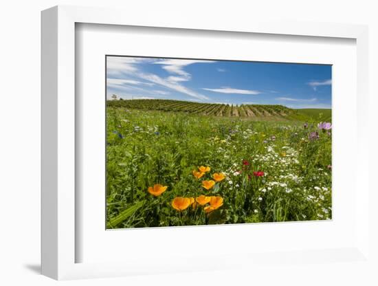 Wildflowers in Walla Walla Wine Country, Walla Walla, Washington, USA-Richard Duval-Framed Photographic Print