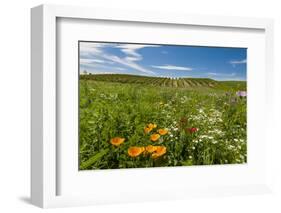 Wildflowers in Walla Walla Wine Country, Walla Walla, Washington, USA-Richard Duval-Framed Photographic Print