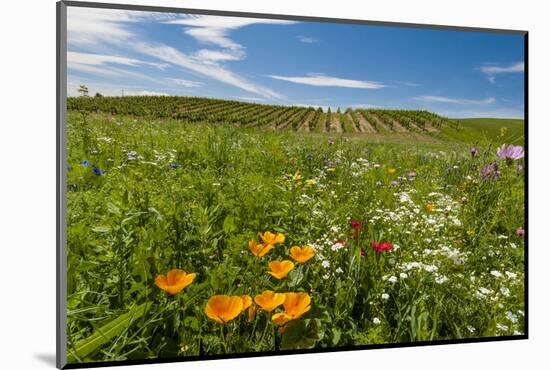 Wildflowers in Walla Walla Wine Country, Walla Walla, Washington, USA-Richard Duval-Mounted Photographic Print