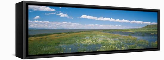 Wildflowers in Wetland, Malheur National Wildlife Refuge, Burns, Oregon, USA-null-Framed Stretched Canvas