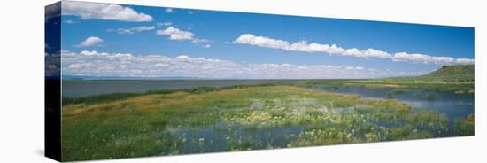 Wildflowers in Wetland, Malheur National Wildlife Refuge, Burns, Oregon, USA-null-Stretched Canvas